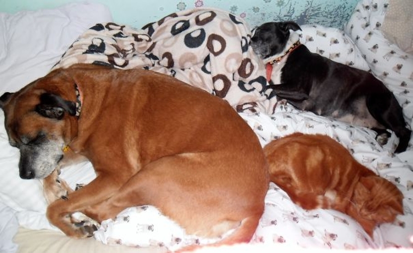 27 dogs who sleep in your bed — because I can!