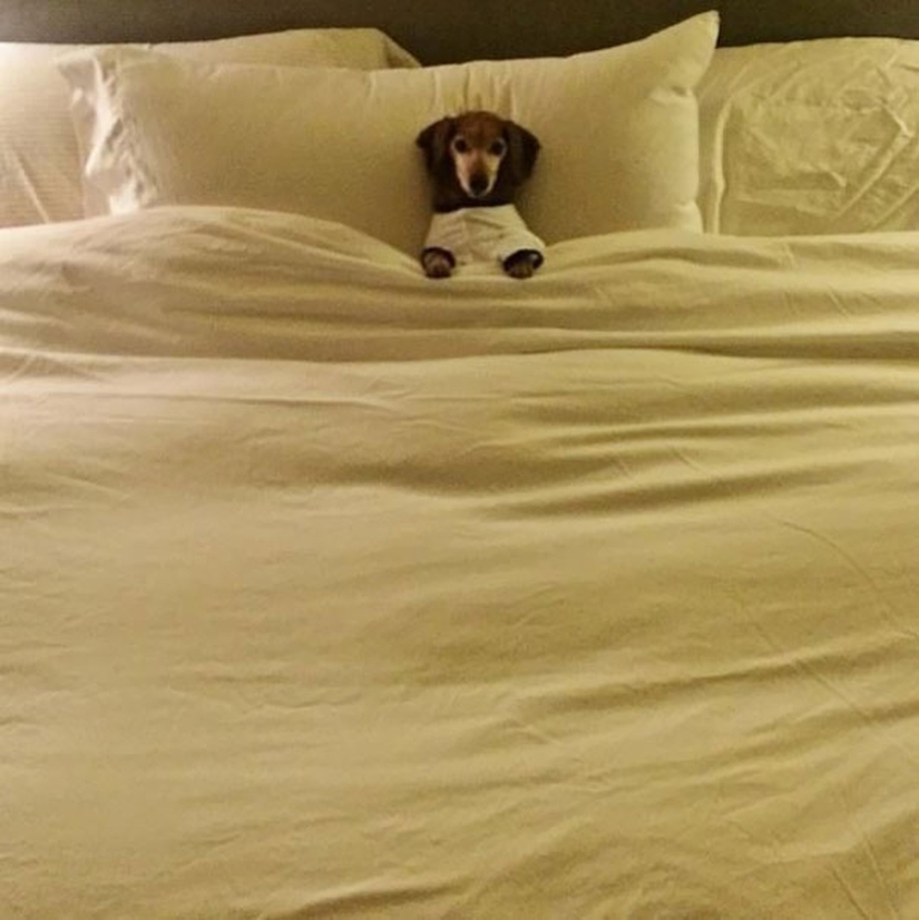 27 dogs who sleep in your bed — because I can!