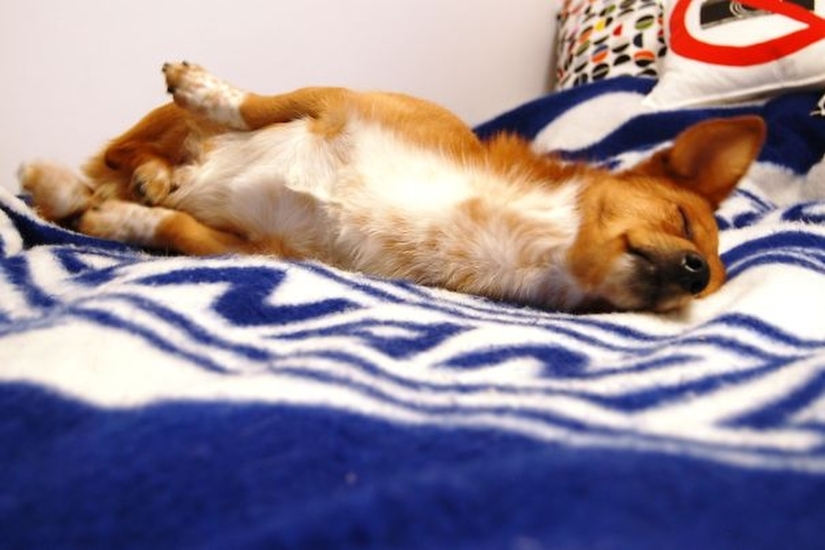 27 dogs who sleep in your bed — because I can!
