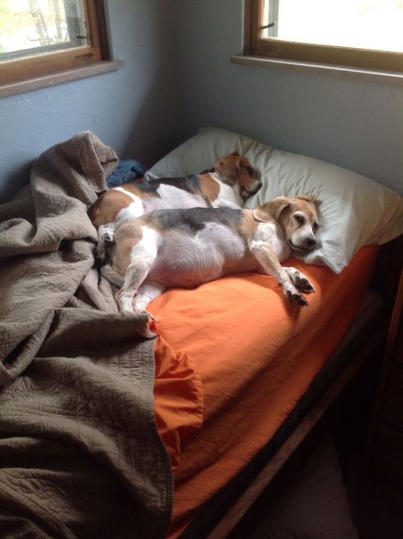 27 dogs who sleep in your bed — because I can!