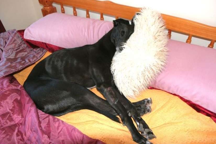 27 dogs who sleep in your bed — because I can!