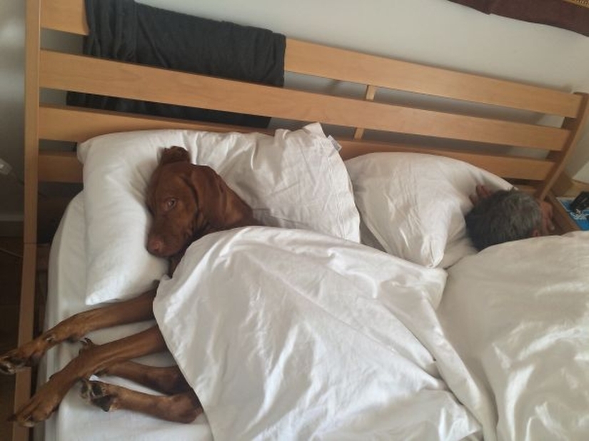 27 dogs who sleep in your bed — because I can!