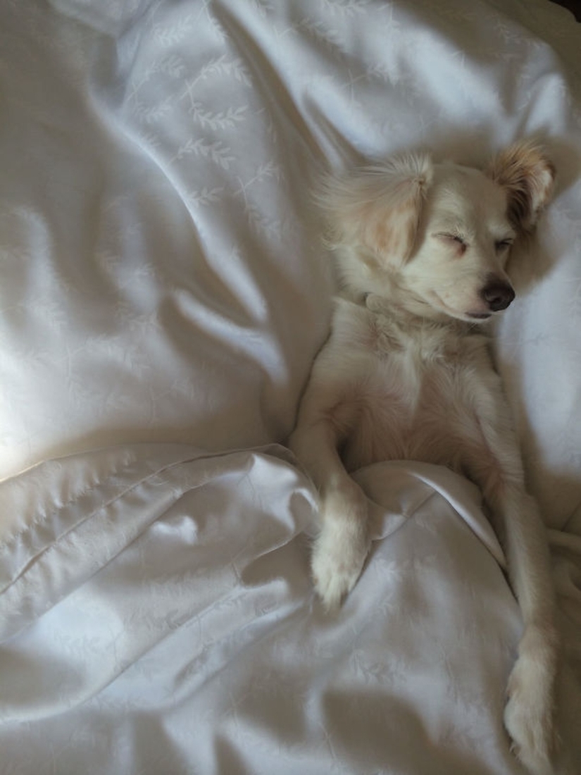 27 dogs who sleep in your bed — because I can!