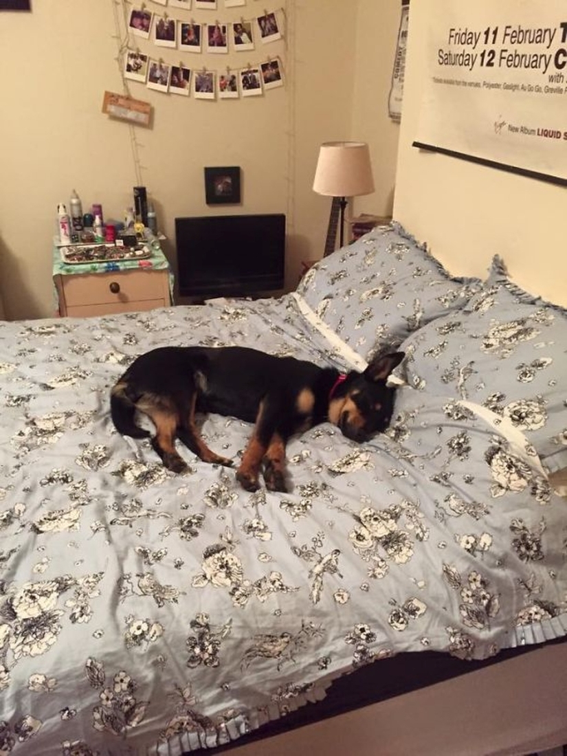 27 dogs who sleep in your bed — because I can!