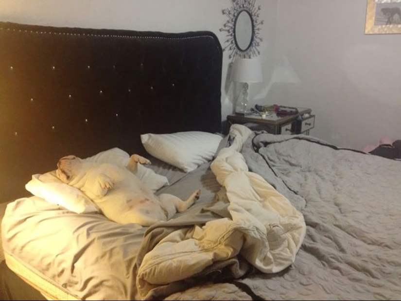 27 dogs who sleep in your bed — because I can!