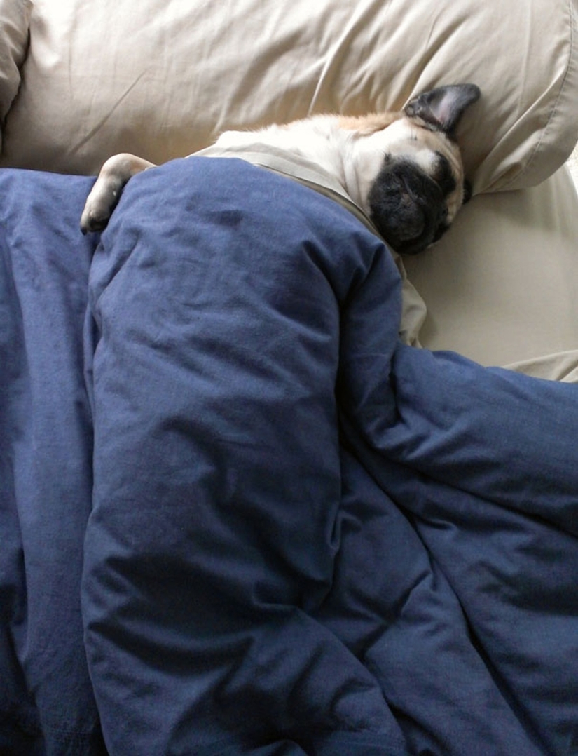 27 dogs who sleep in your bed — because I can!