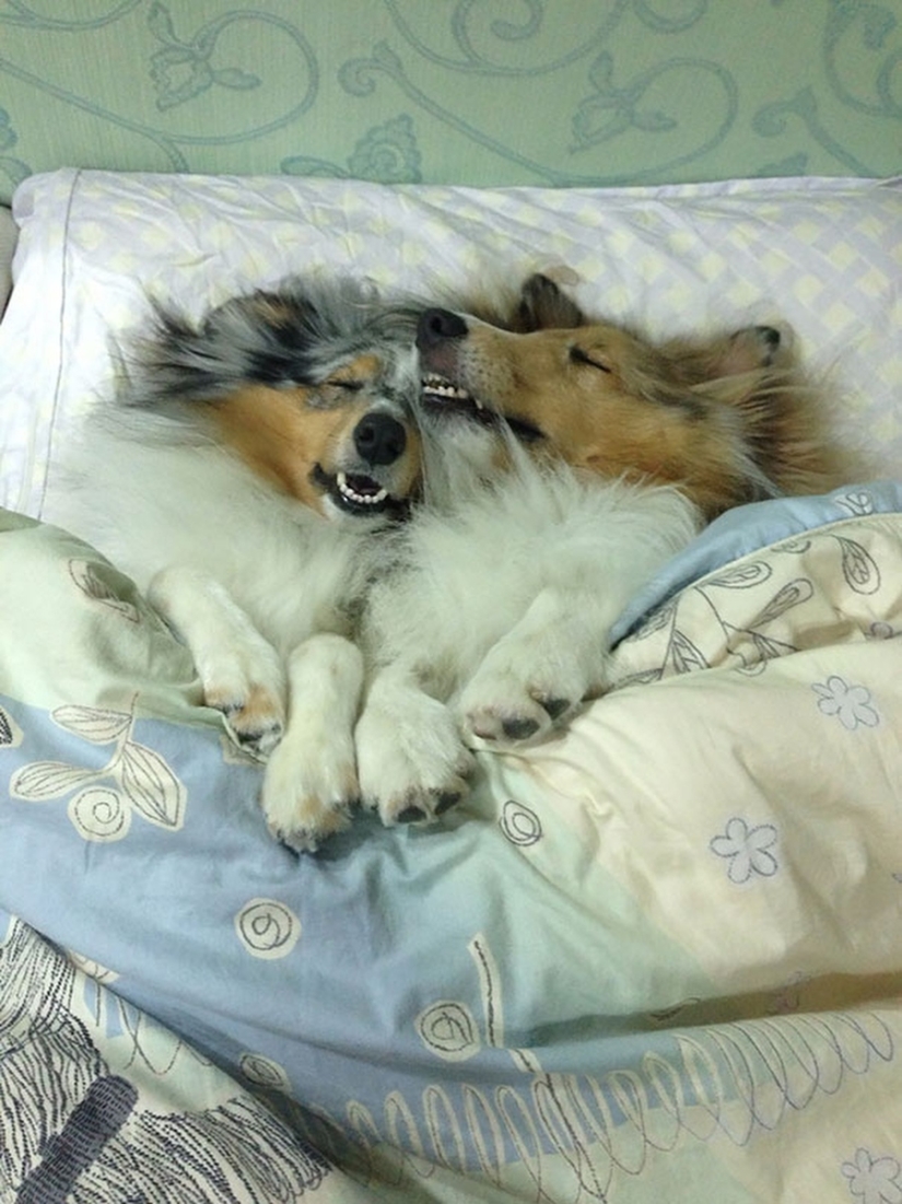27 dogs who sleep in your bed — because I can!