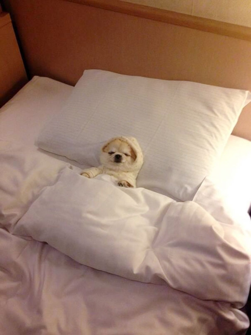 27 dogs who sleep in your bed — because I can!