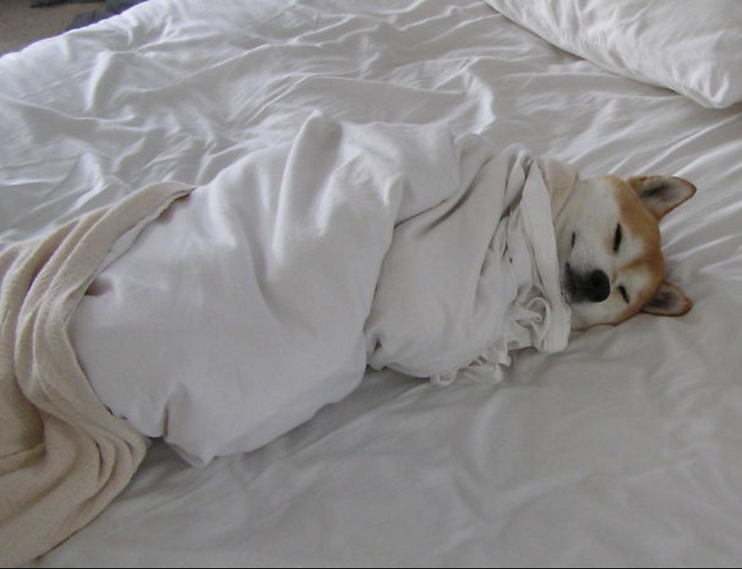 27 dogs who sleep in your bed — because I can!