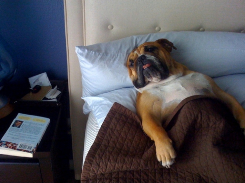 27 dogs who sleep in your bed — because I can!