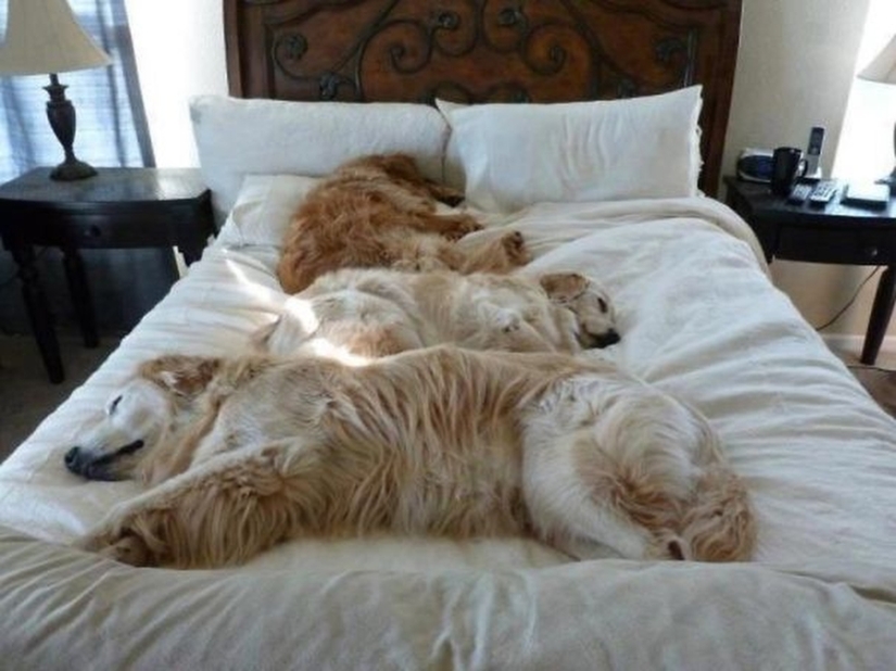 27 dogs who sleep in your bed — because I can!