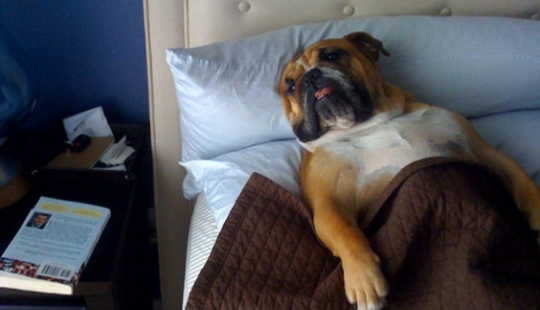 27 perros que duermen en su cama — porque puedo!
