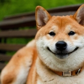 27 reasons why Shiba Inu dogs are the best 27 reasons why Shiba Inu dogs are the best