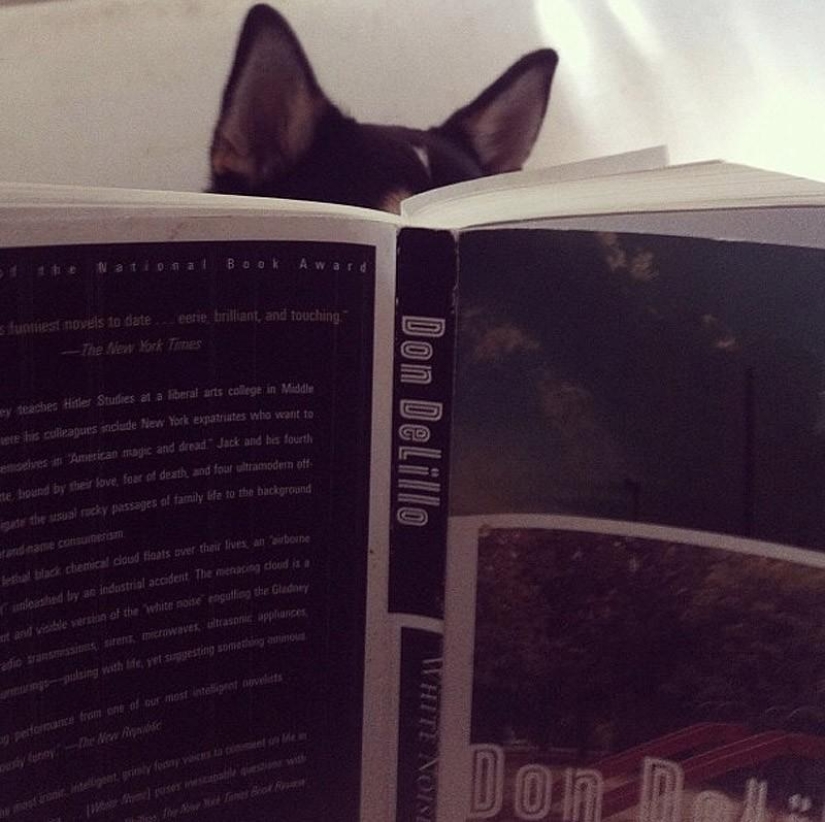 27 reasons why Shiba Inu dogs are the best