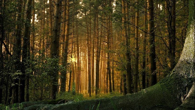 30 amazing facts that at first glance seem absurd