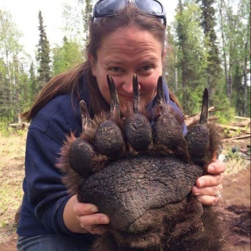 30+ animales, real tamaños que le sorprenderá