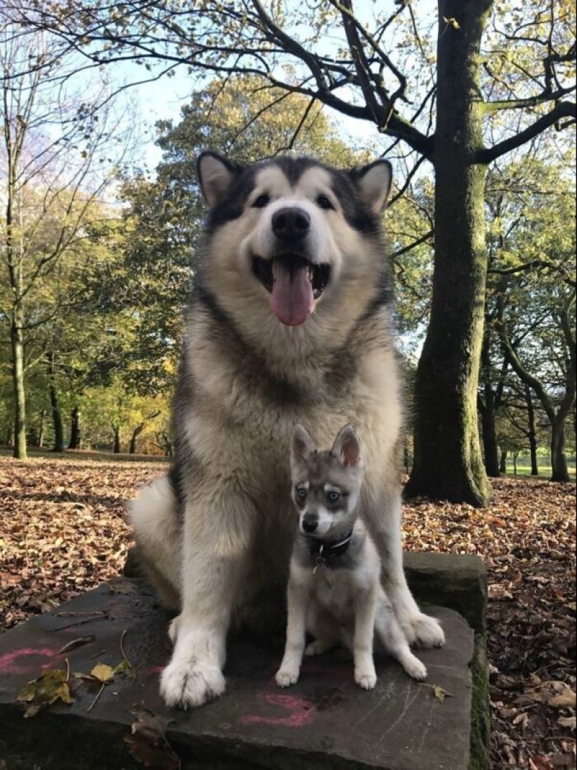 30+ animales, real tamaños que le sorprenderá