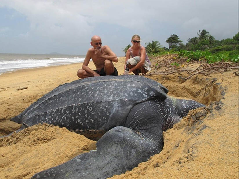 30+ animales, real tamaños que le sorprenderá