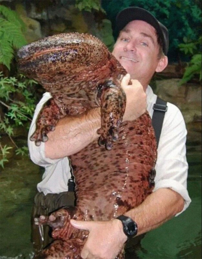 30+ animales, real tamaños que le sorprenderá
