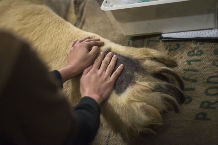 30+ animales, real tamaños que le sorprenderá