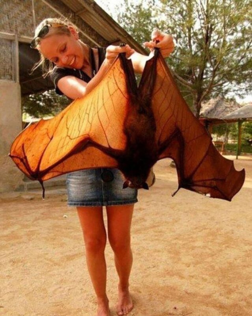 30+ animales, real tamaños que le sorprenderá