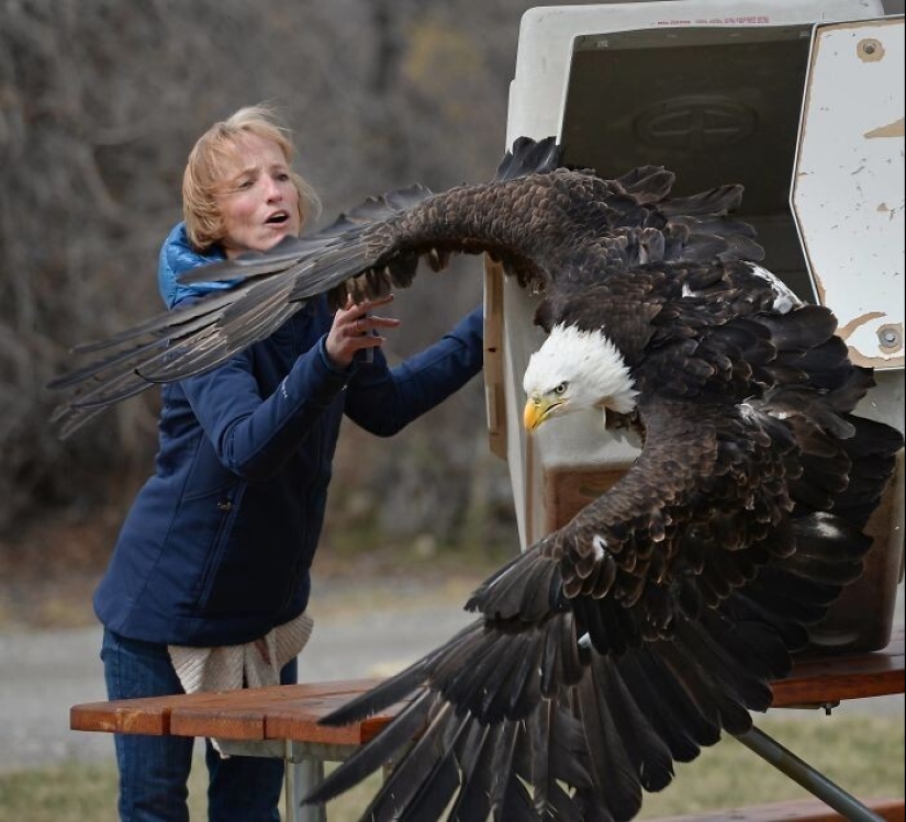 30+ animales, real tamaños que le sorprenderá