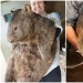 30+ animales, real tamaños que le sorprenderá