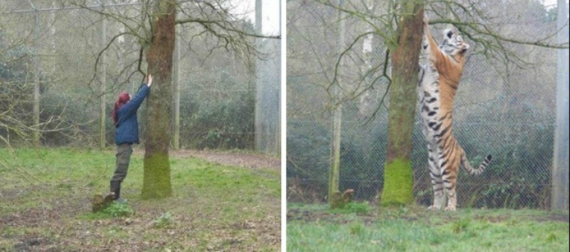 30+ animals, real sizes which will surprise you