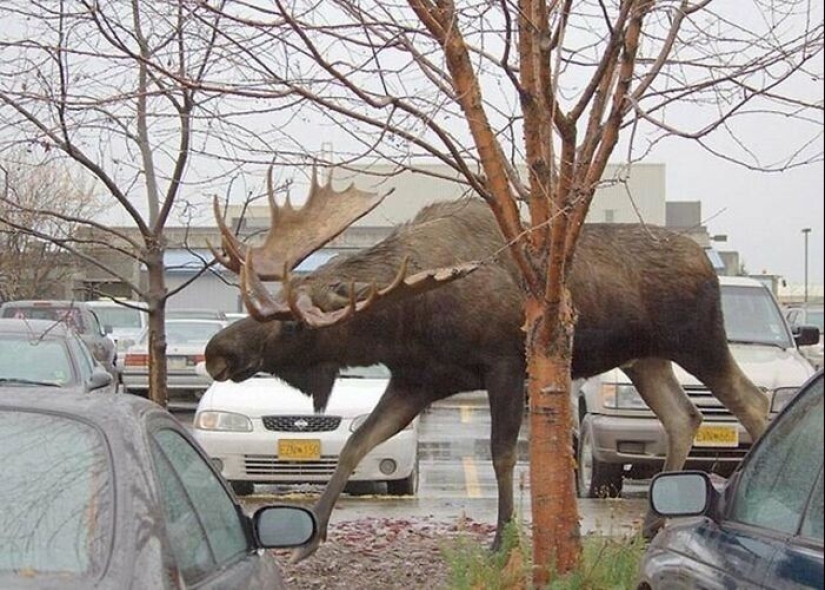 30+ animals, real sizes which will surprise you