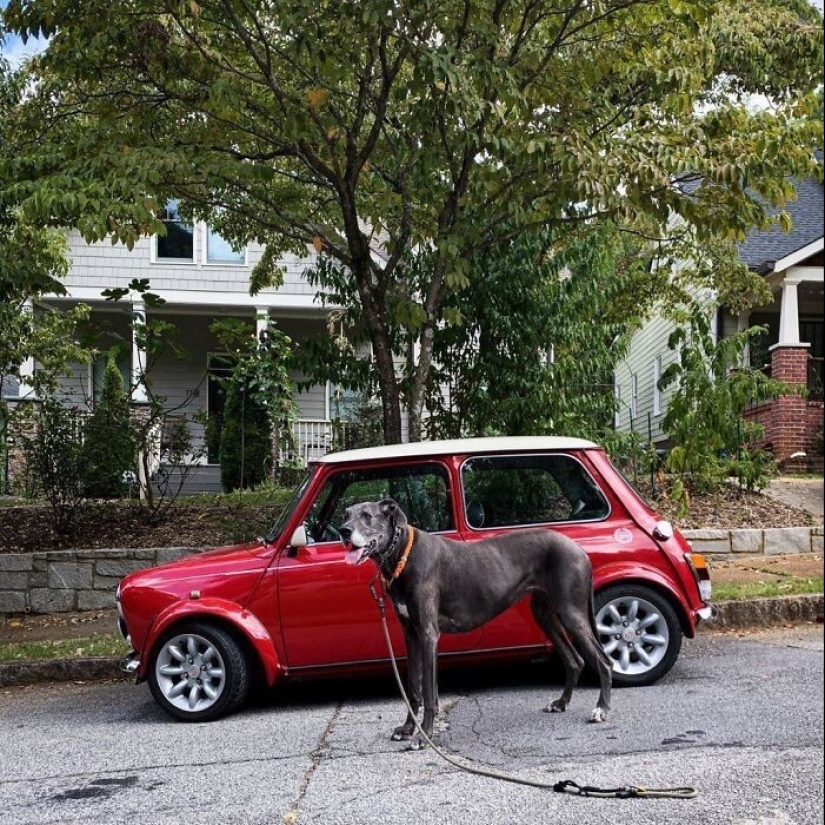 30+ animals, real sizes which will surprise you