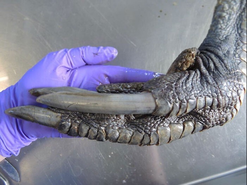 30+ animals, real sizes which will surprise you