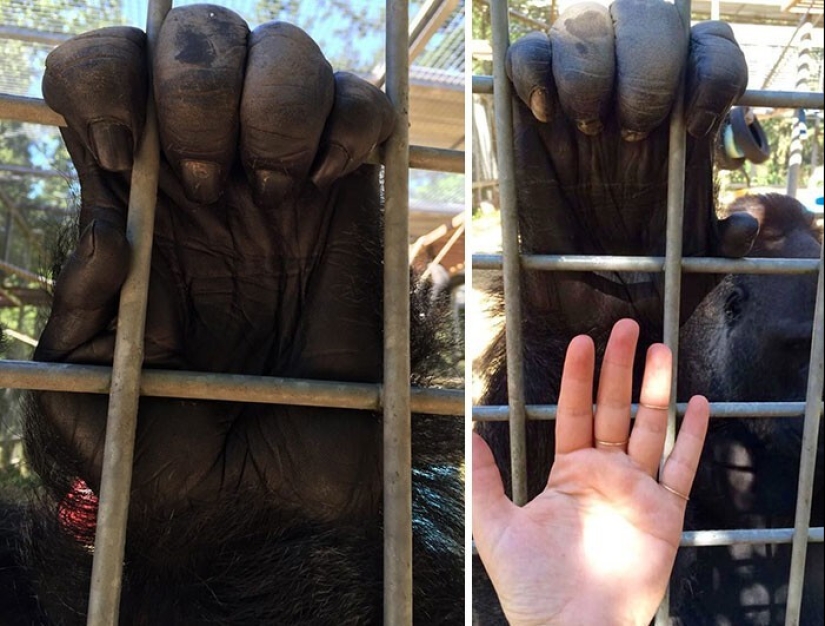 30+ animals, real sizes which will surprise you