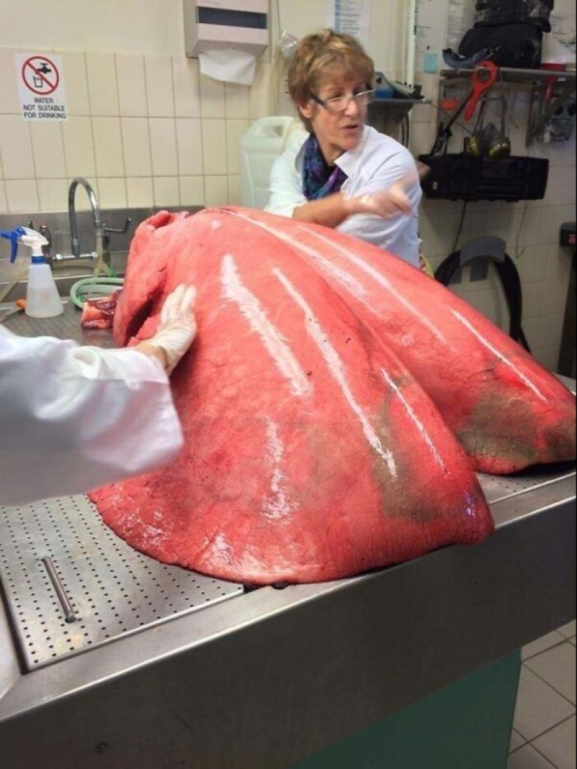 30+ animals, real sizes which will surprise you