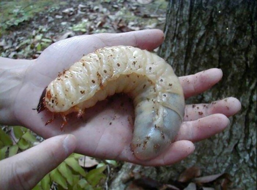 30+ animals, real sizes which will surprise you