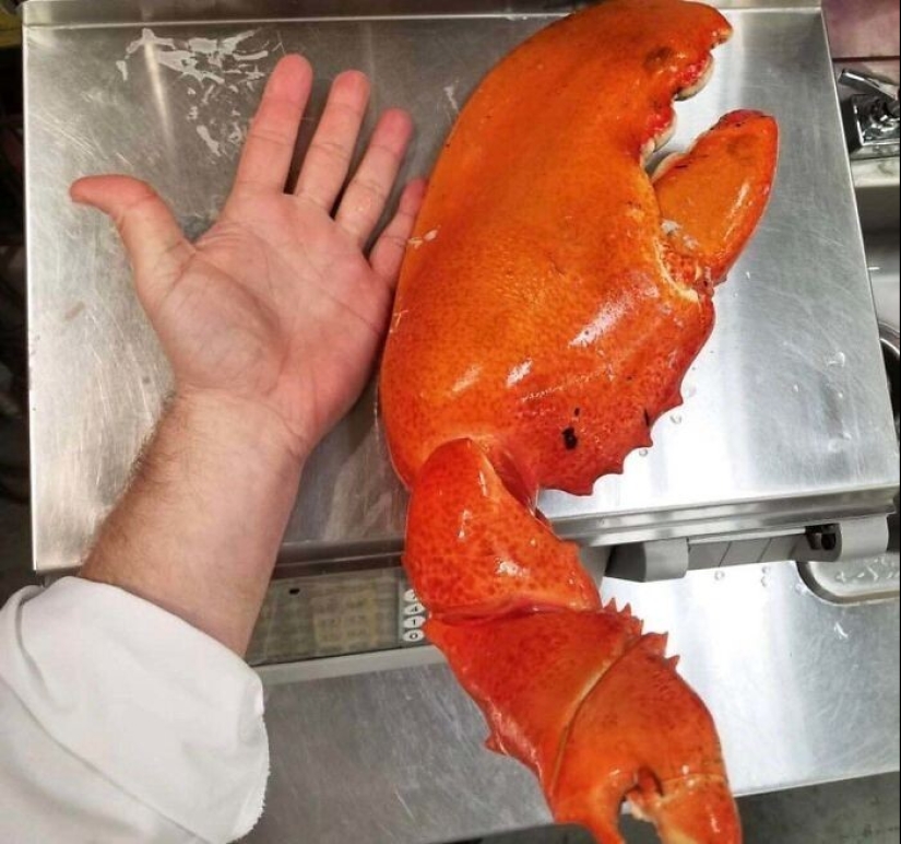 30+ animals, real sizes which will surprise you