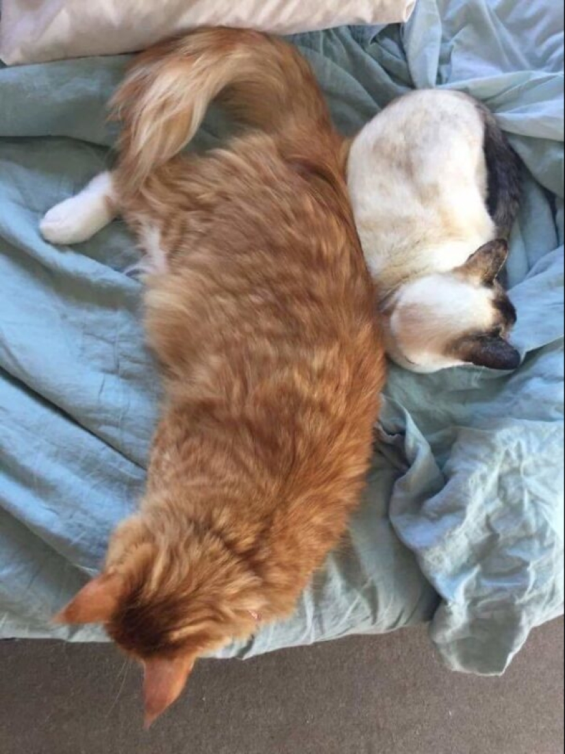 30+ animals, real sizes which will surprise you