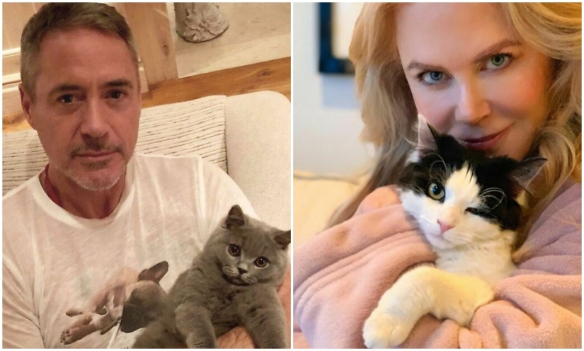 30 celebridades que aman a los gatos
