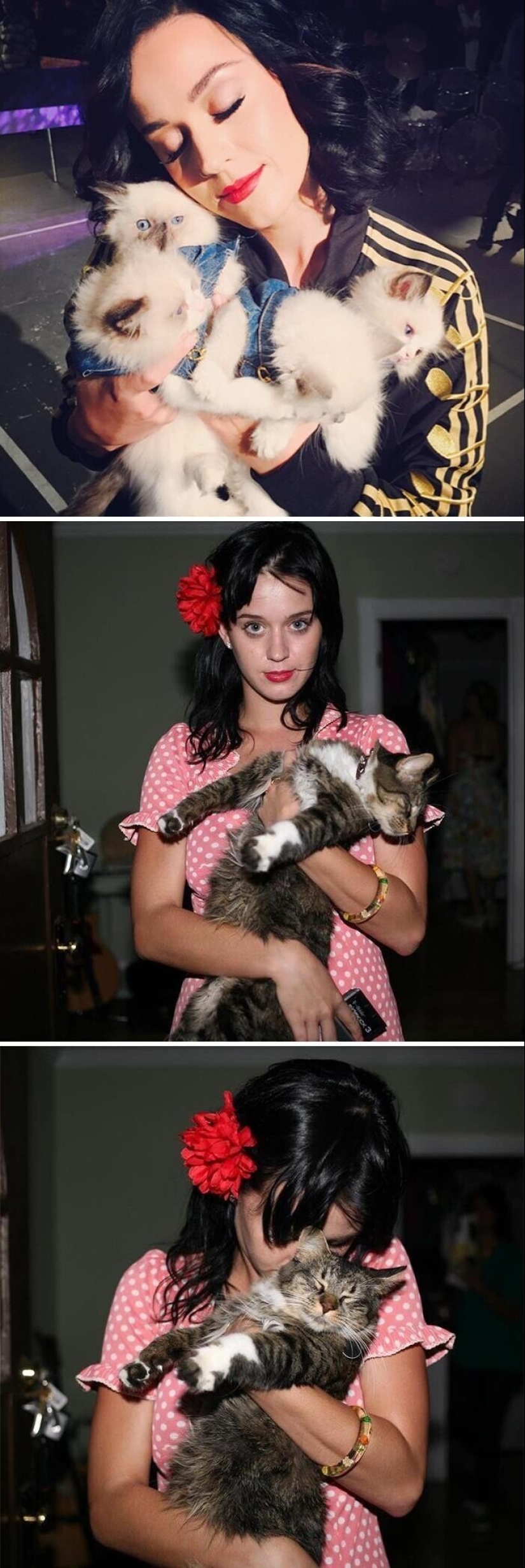 30 celebridades que aman a los gatos