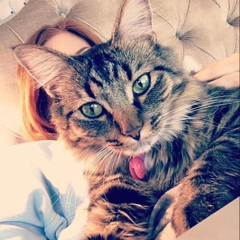 30 celebridades que aman a los gatos