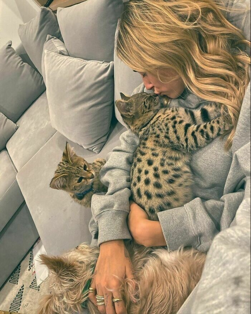 30 celebridades que aman a los gatos