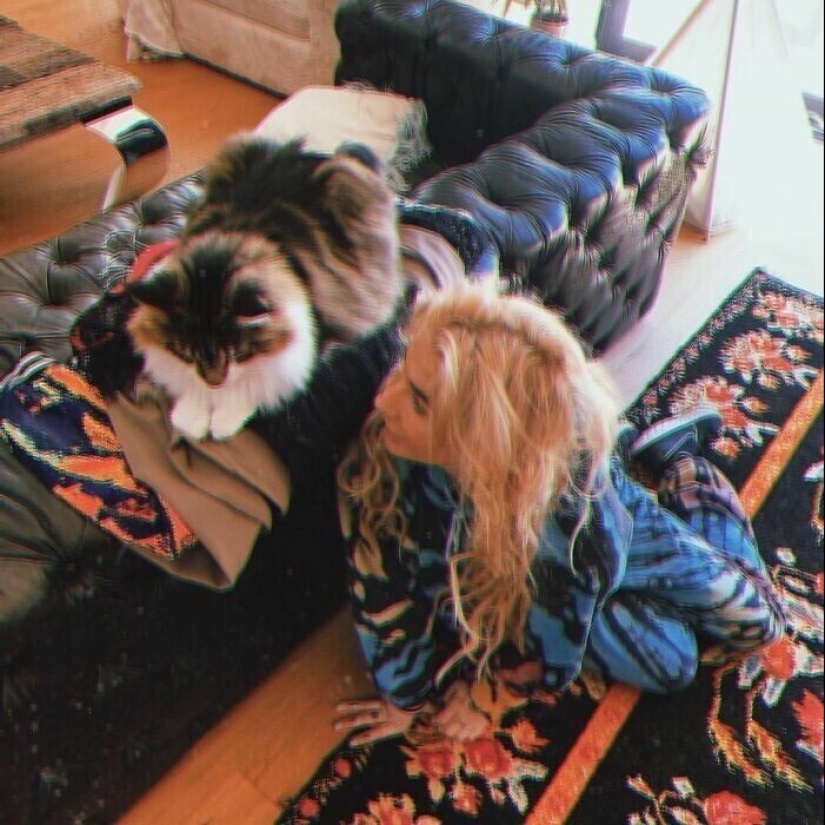 30 celebridades que aman a los gatos