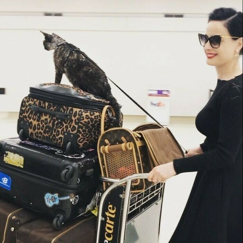 30 celebridades que aman a los gatos