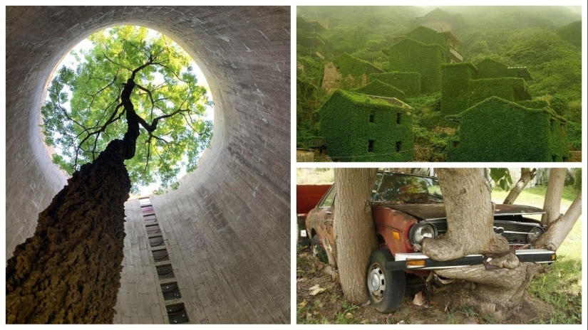 30 ejemplos de cómo la naturaleza de ganar la batalla contra la civilización