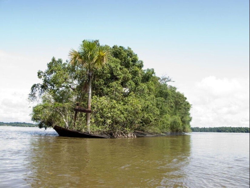30 ejemplos de cómo la naturaleza de ganar la batalla contra la civilización