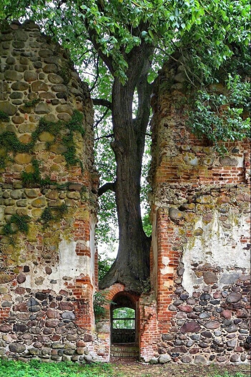 30 ejemplos de cómo la naturaleza de ganar la batalla contra la civilización