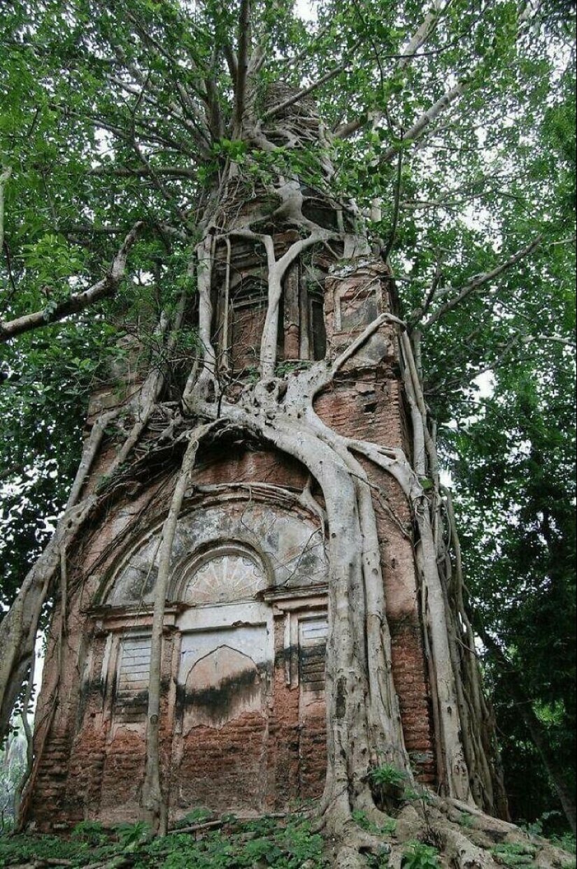 30 ejemplos de cómo la naturaleza de ganar la batalla contra la civilización