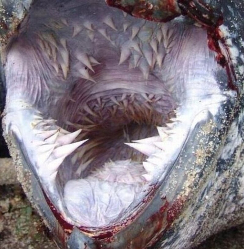 30 + evidencia fotográfica de lo increíble y diverso que es nuestro mundo