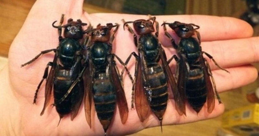 30 + evidencia fotográfica de lo increíble y diverso que es nuestro mundo