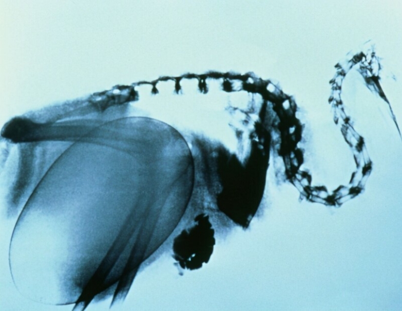 30 + evidencia fotográfica de lo increíble y diverso que es nuestro mundo