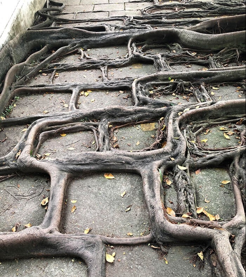 30 examples of how nature winning the battle against civilization